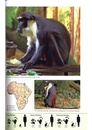 Natuurgids Field Guide to the Larger Mammals of Africa | Struik Nature