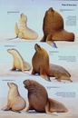 Natuurgids A Complete Guide to Antarctic Wildlife | Bloomsbury