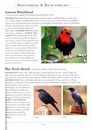 Vogelgids - Natuurgids Naturalist's Guide to the Birds of Malaysia | JB publishing