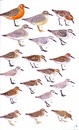 Vogelgids Birds of the Atlantic Islands: Canary Islands, Madeira, Azores, Cape Verde | Bloomsbury