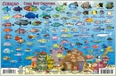 Waterkaart Fish Card Curaçao Dive Sites & Fish ID Card / Coral Reef Creatures | Franko Maps