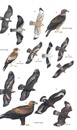 Vogelgids Birds of Cyprus | Christopher Helm