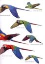 Vogelgids Peru - Birds of Peru | Bloomsbury