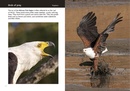 Vogelgids Kruger Birds | HPH Publishing