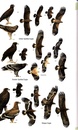 Vogelgids Birds of Bhutan and the Eastern Himalayas | Bloomsbury