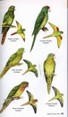 Vogelgids - Natuurgids Costa Rica - A Guide to the Birds of Costa Rica | Bloomsbury