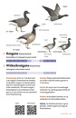 Vogelgids - Natuurgids Zakgids Vogels van Nederland en België | KNNV Uitgeverij