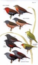 Vogelgids Birds of East Africa | Bloomsbury