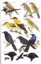 Vogelgids A Guide to the Birds of the Philippines | Oxford University Press