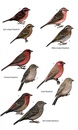 Vogelgids Birds of Bhutan and the Eastern Himalayas | Bloomsbury