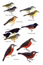 Vogelgids Birds of Ecuador | Bloomsbury